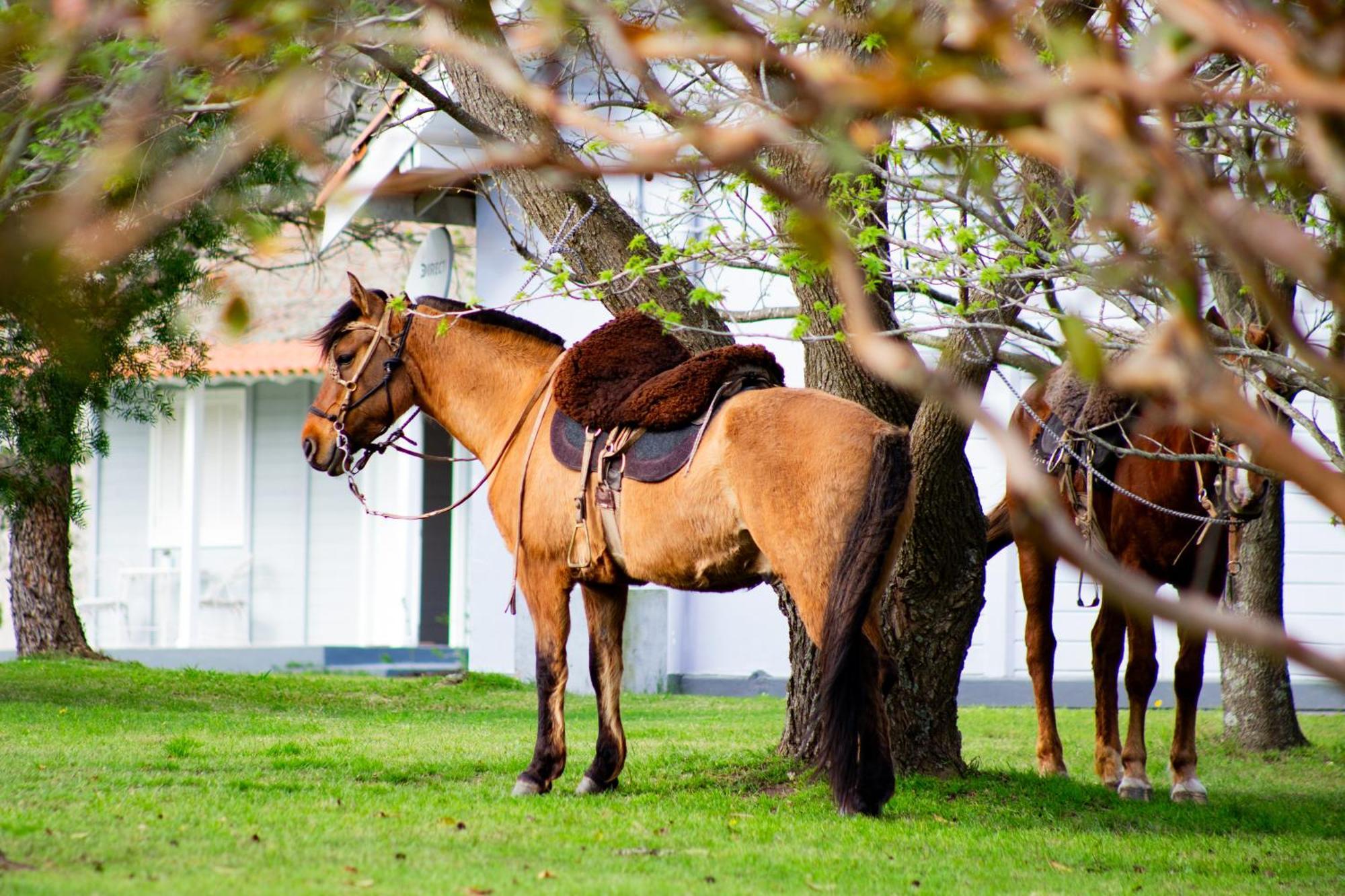 Finca Del Sacramento Colonia Del Sacramento Exterior foto
